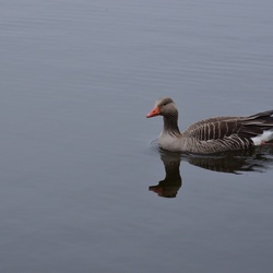 2018-04-14 Copenhagen/Utterslev Mose/DSC_0169.JPG